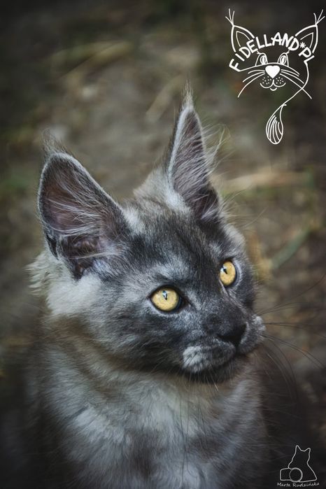 Dymny maine coon