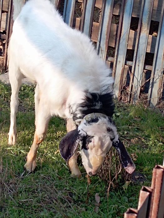100% Англонубійський козел