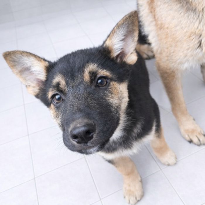 Продам цуценят німецької вівчарки