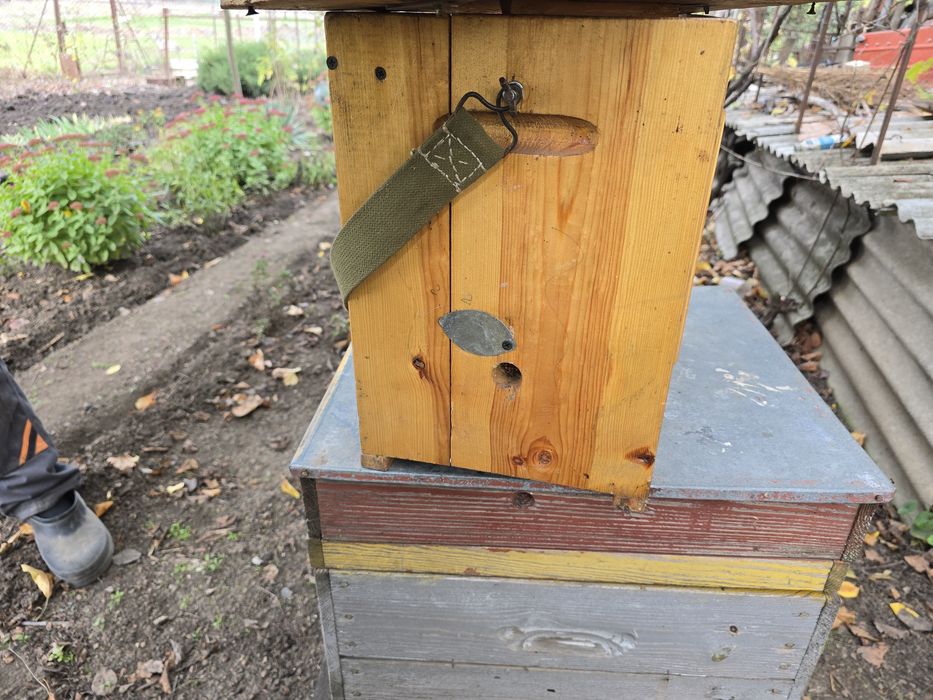 Улий наблюдательный, лечебный новый