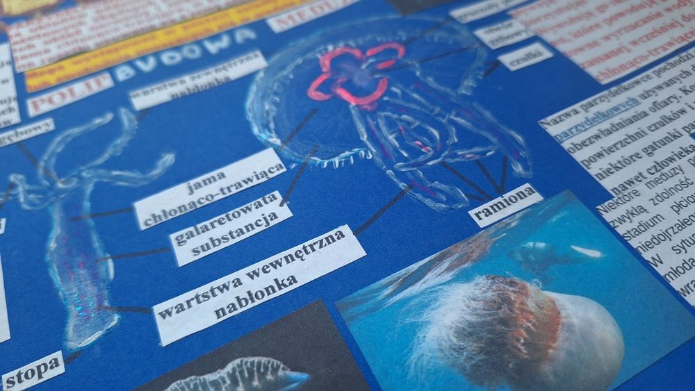 Plakat na biologię parzydełkowce