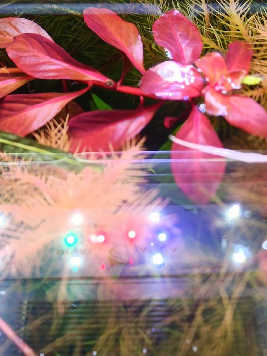 Аквариумные растения.Продам Людвигия болотная