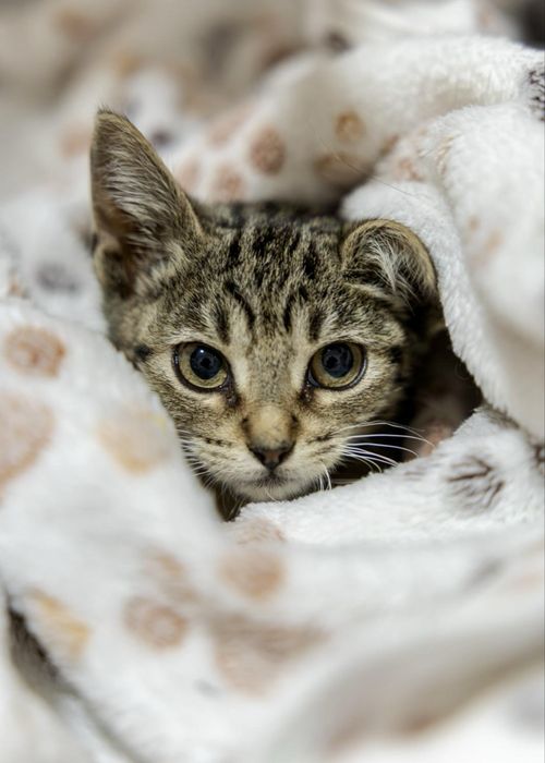Gatinhos bebés para adoção responsável