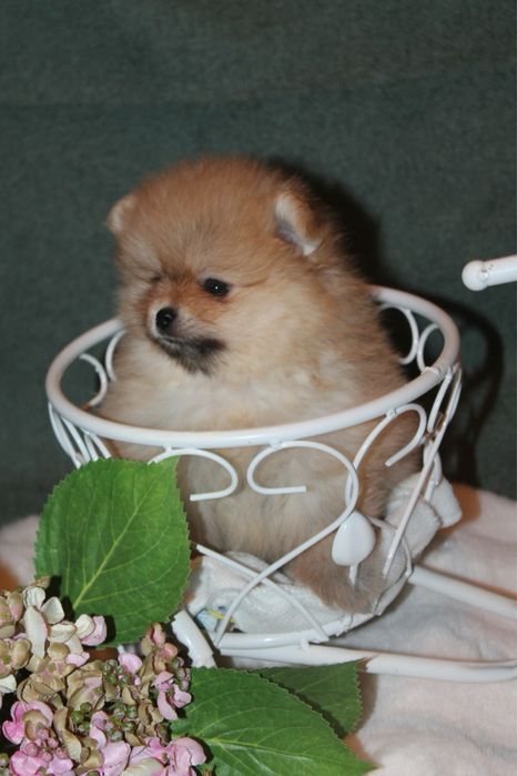 Spitz Alemão Anão MINI Fêmea