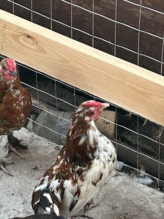 Продам курей (півнів) корольок/бентамку