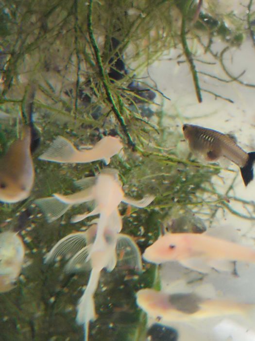 Ancistrus sp L-144 Snów White