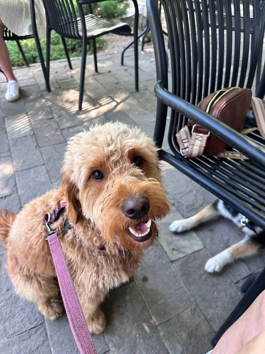 Лабродудль(Голдендудль)вязка