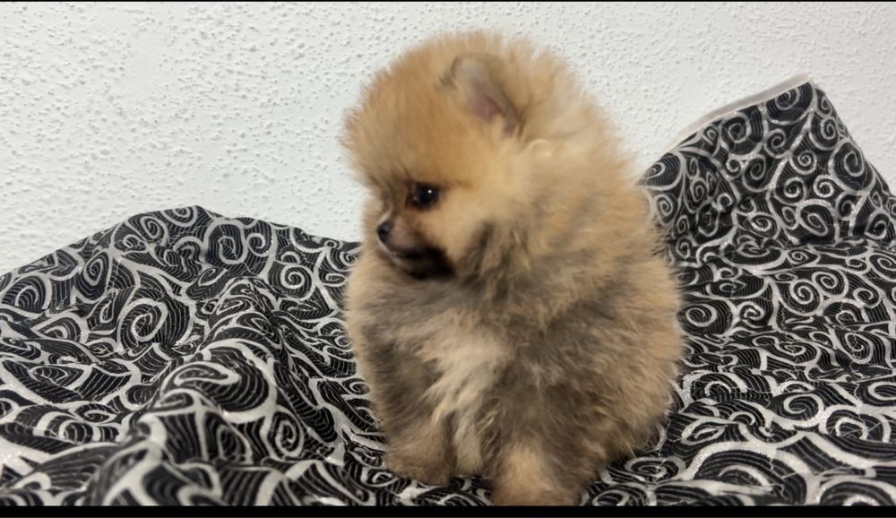 Хлопчики померанці