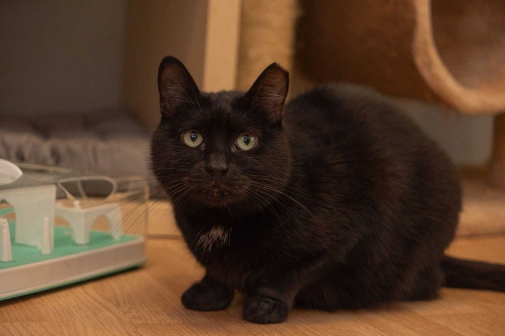 BOLERO - czarna koteczka szuka domu