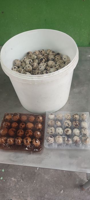 Яйца перепелиные