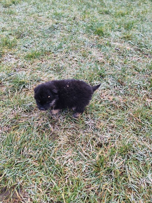 Oddam szczeniaki/pieski/Za darmo