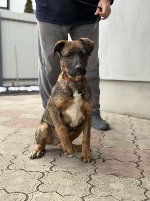 Метис  Стафа та вівчарки