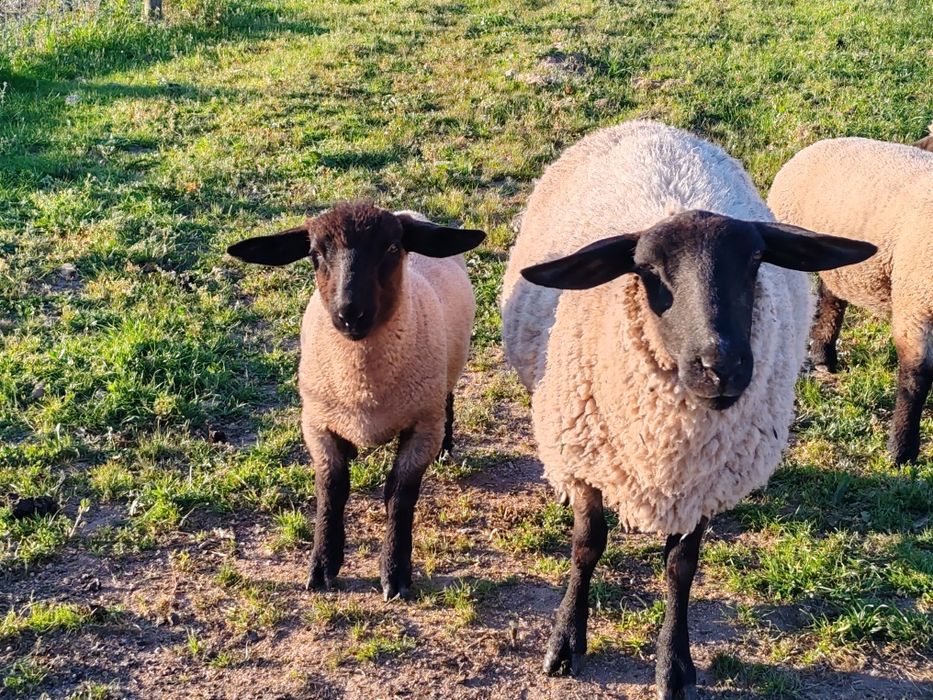 Borregos suffolk macho