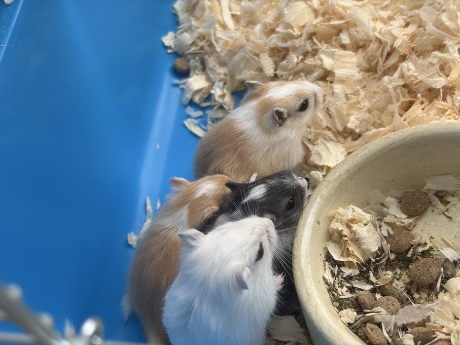 Myszoskoczki do adopcji