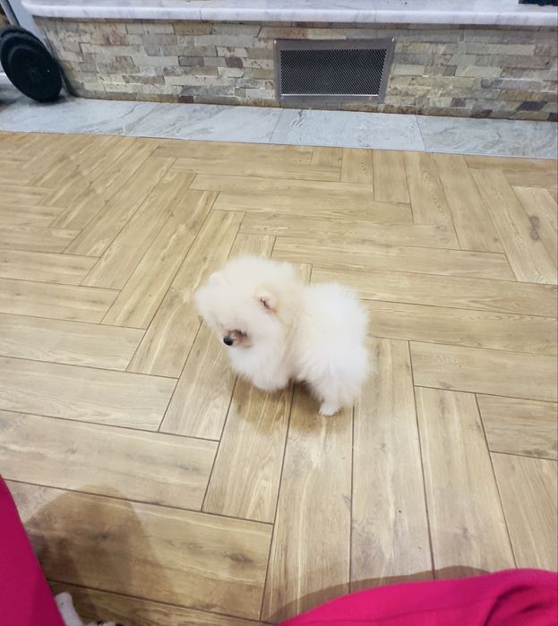 Міні  дівчинка померанський шпіц