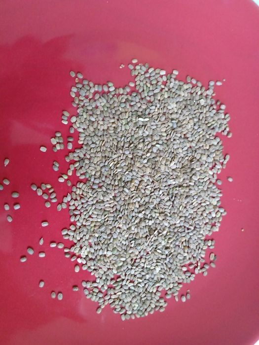 Seradela Saradela 2025 Facelia Rzodkiew +Gorczyca