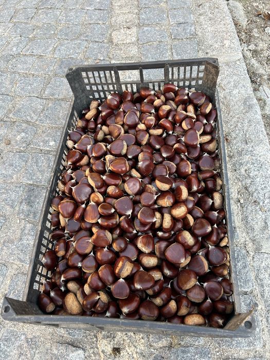 Vende se castanhas