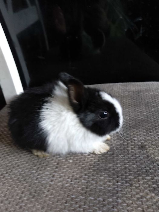 Króliczki miniaturki