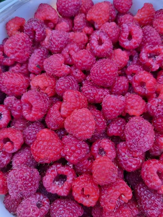 Maliny ekologiczne