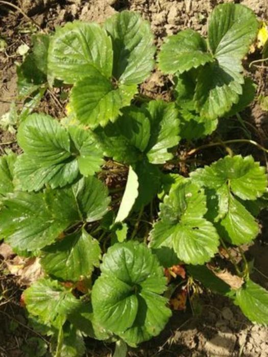 Truskawki sadzonki smaczne 60 sztuk