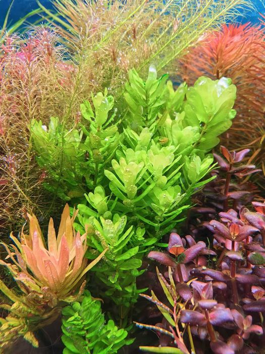 Zestawy nawozów akwariowych,carbo,odżywki,fitohormony,mineralizatory