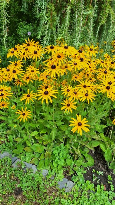 Rudbekia duże  kępy