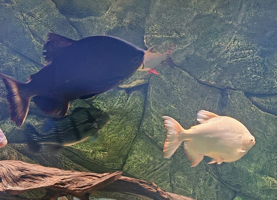 Pirania Pacu Albinos i Czarna, 40 i 60 cm