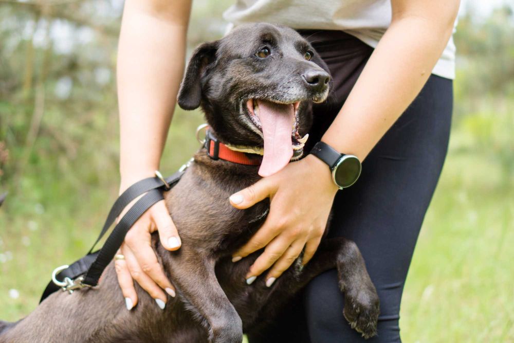 4 letni Bleki do adopcji!