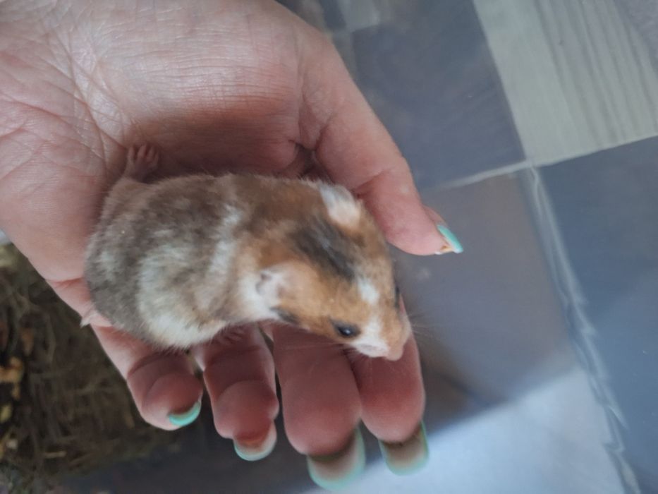 Chomiki Syryjskie Młode