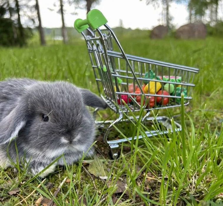 Mini lop кролик як NHD висловухий!!