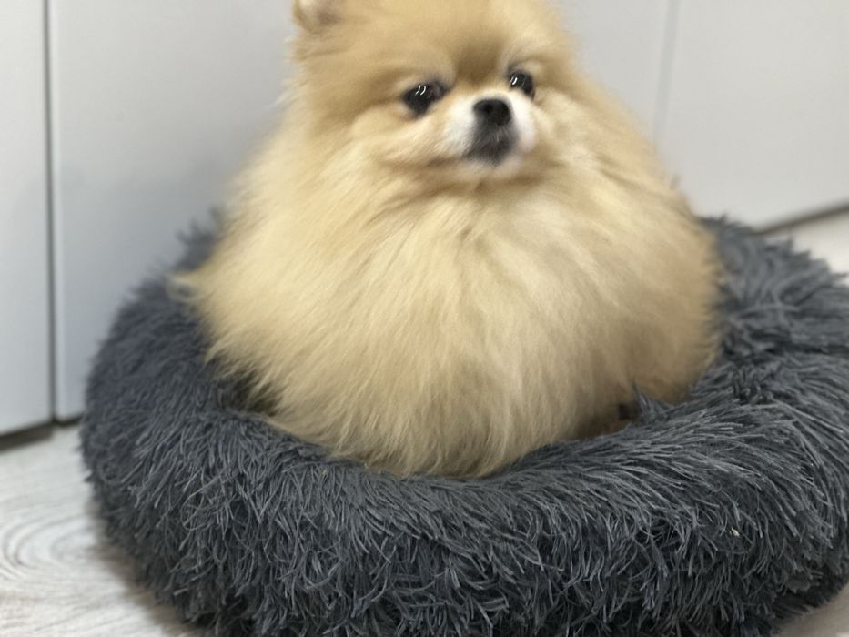 Pomeranian suczka