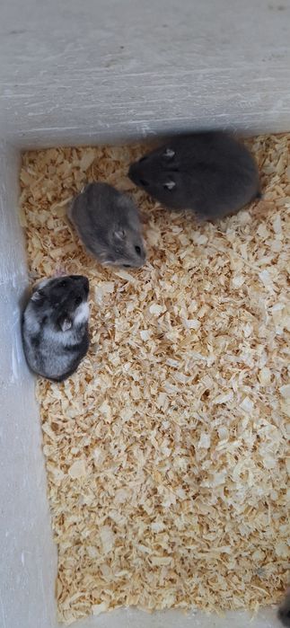 Chomiki dżungarskie