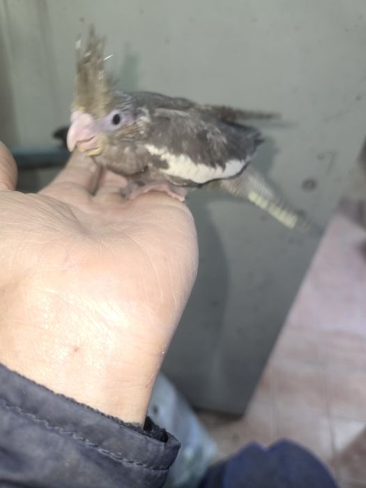 Caturras demosticadas