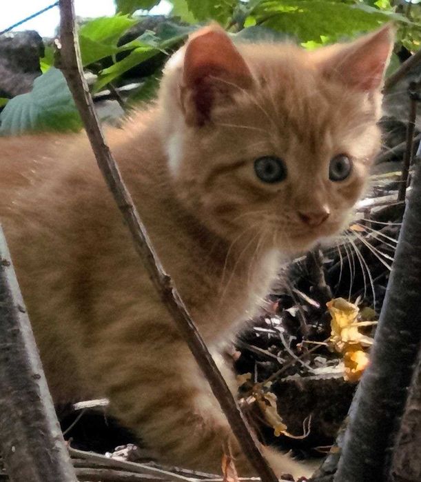 Кошенята, котики, домашні улюбленці