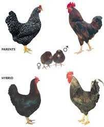 Домінант 109 | Інкубаційне яйце для фермерського бізнесу