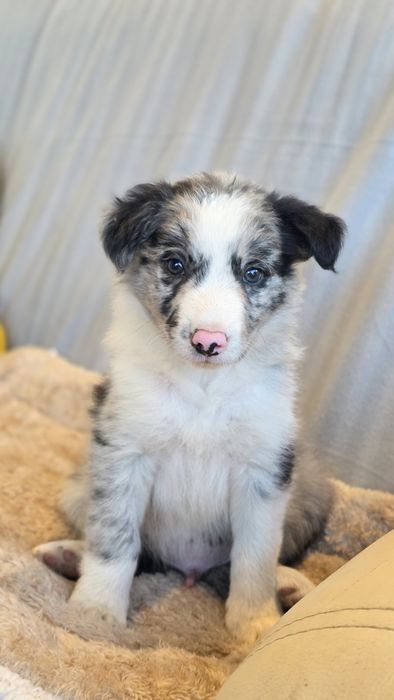 Border Collie Blue Merle Macho