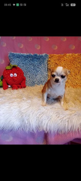 CHIHUAHUA - suczka