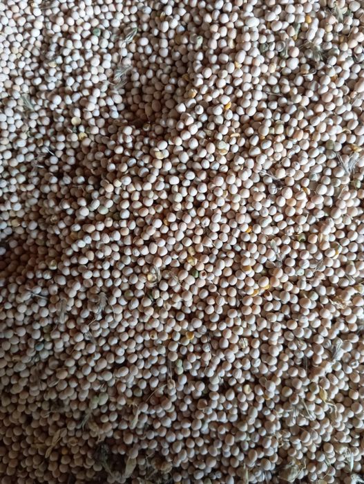 Продам кормовой горох.