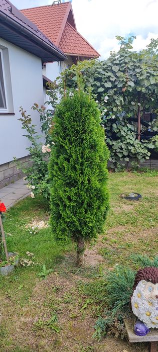 Продаю одну тую висота 1,8