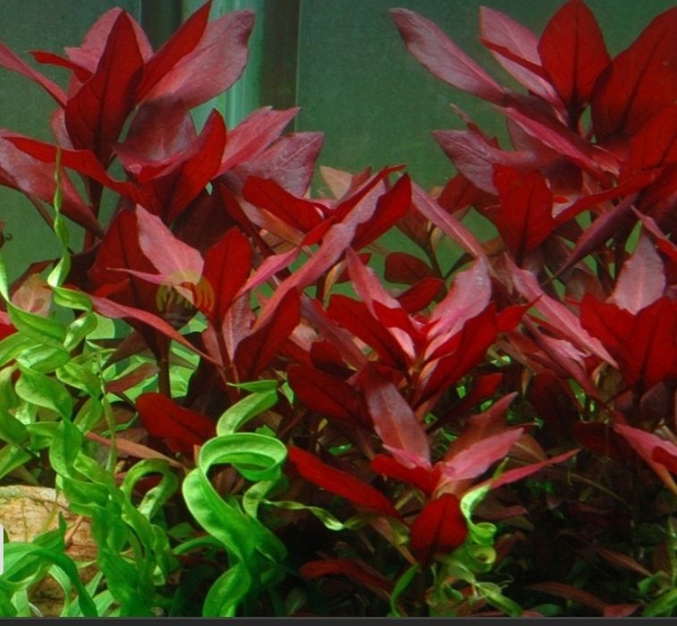 Alternanthera reinecki mini
