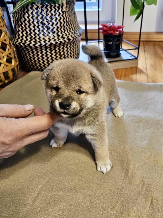 Chłopiec shiba ZKwP FCI