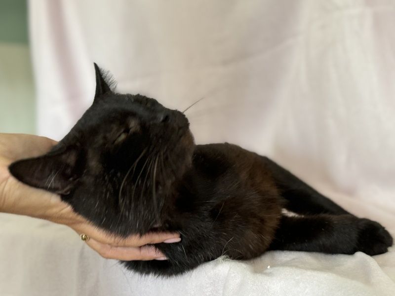 Czino do adopcji!