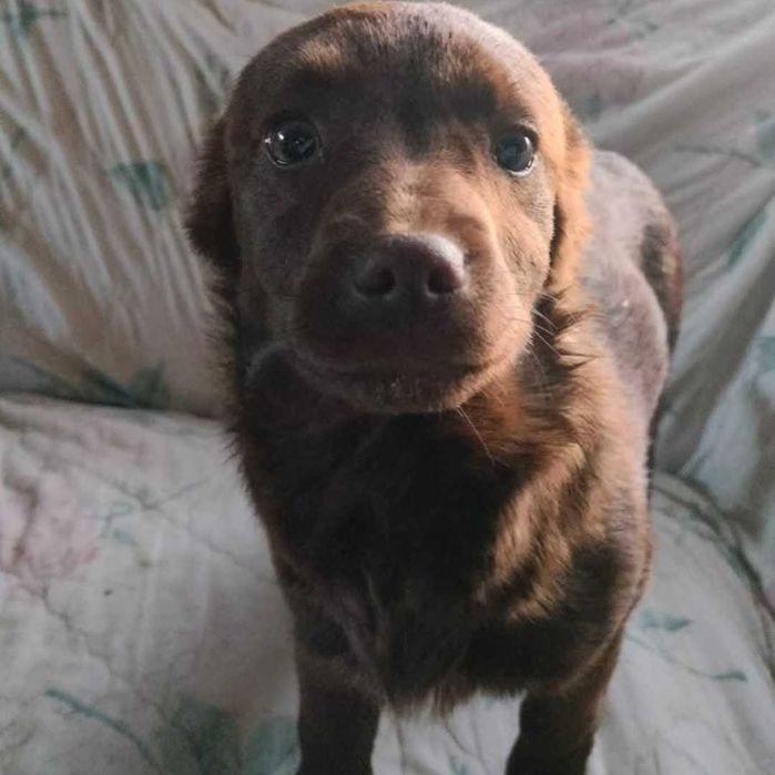 Czekoladowa Mimi  -  prawie roczna sunia czeka na swój dom