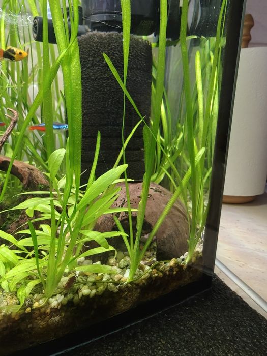 Trawa akwariowa nurzaniec