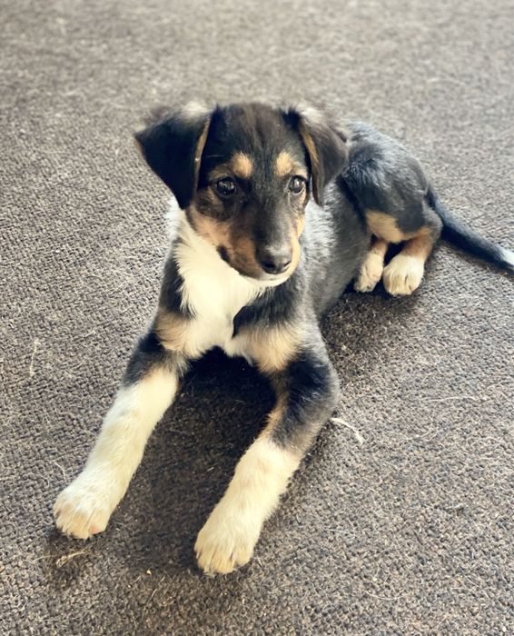 Безкоштовно цуценя!!