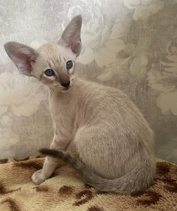 Хлопчик сіамського окрасу