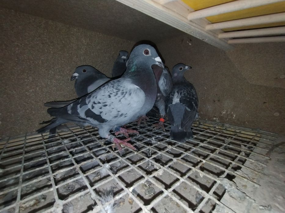 Gołębie pocztowe