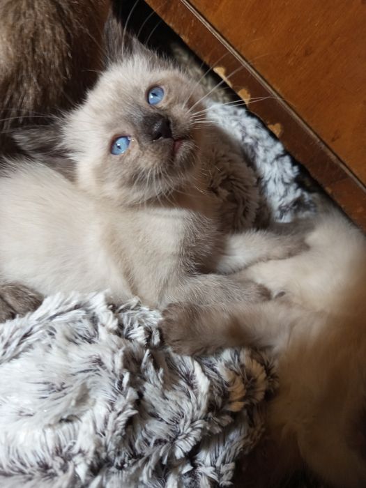 Котенята Сіамці , бронь