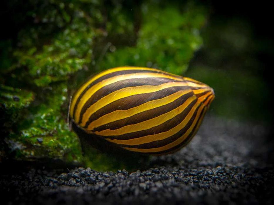 Ślimak zebra neritina czyszczący na glony PROSTY