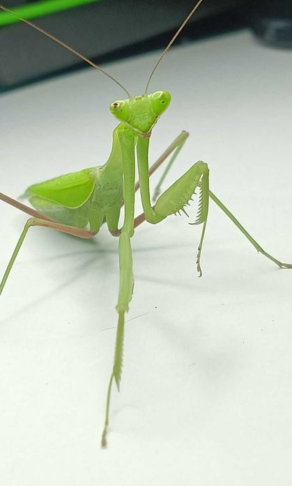 Modliszka Hierodula membranacea  L1